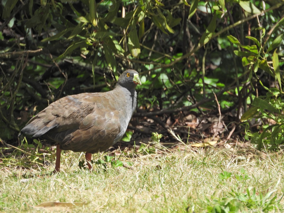 Чернохвостая камышница - ML646716184