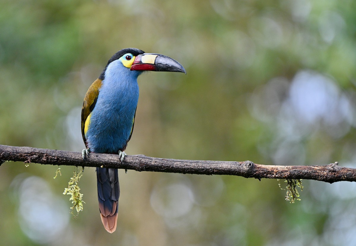 Levhalı Dağ Tukaneti - ML646716185