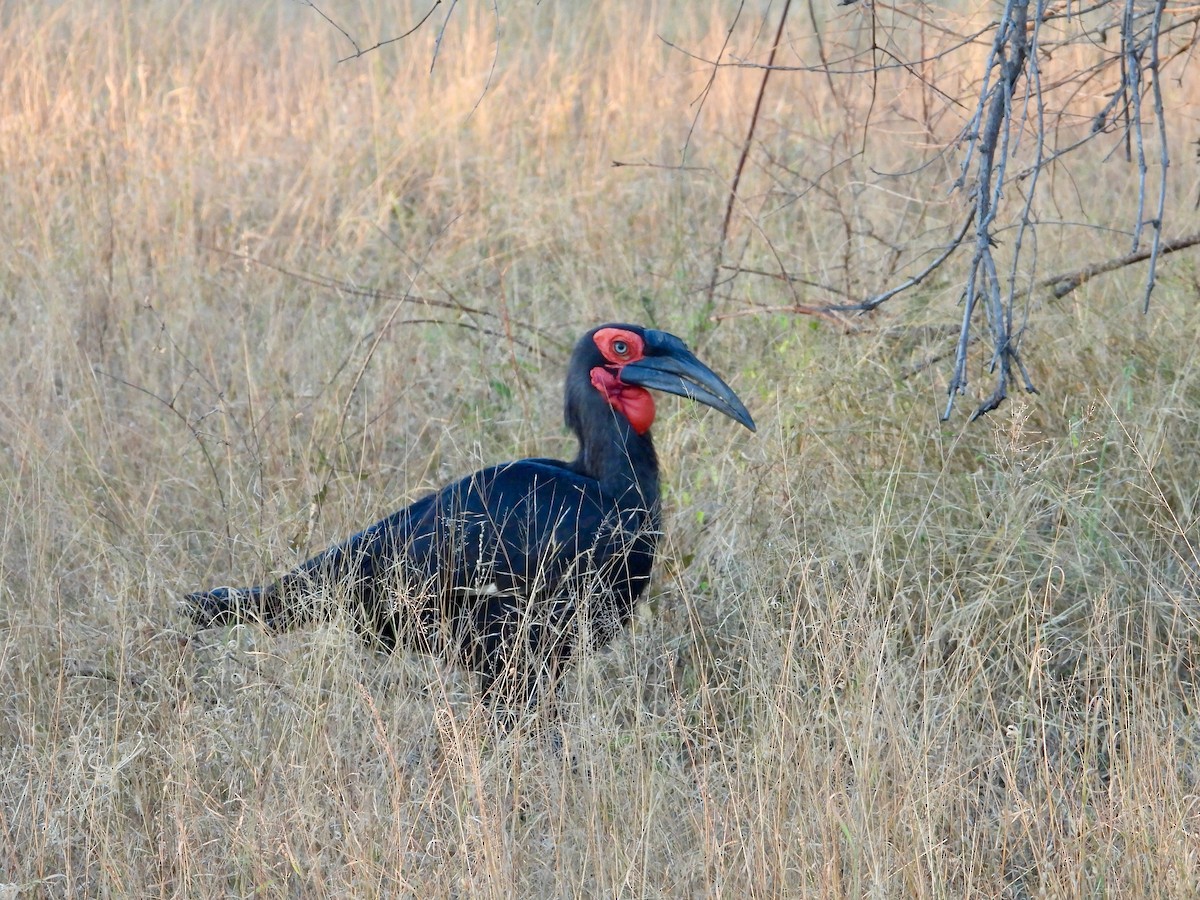 Rotgesicht-Hornrabe - ML646716186