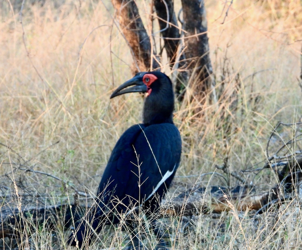 Кафрский рогатый ворон - ML646716187