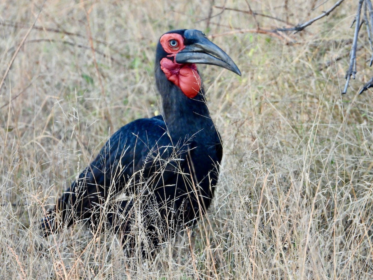 Кафрский рогатый ворон - ML646716188