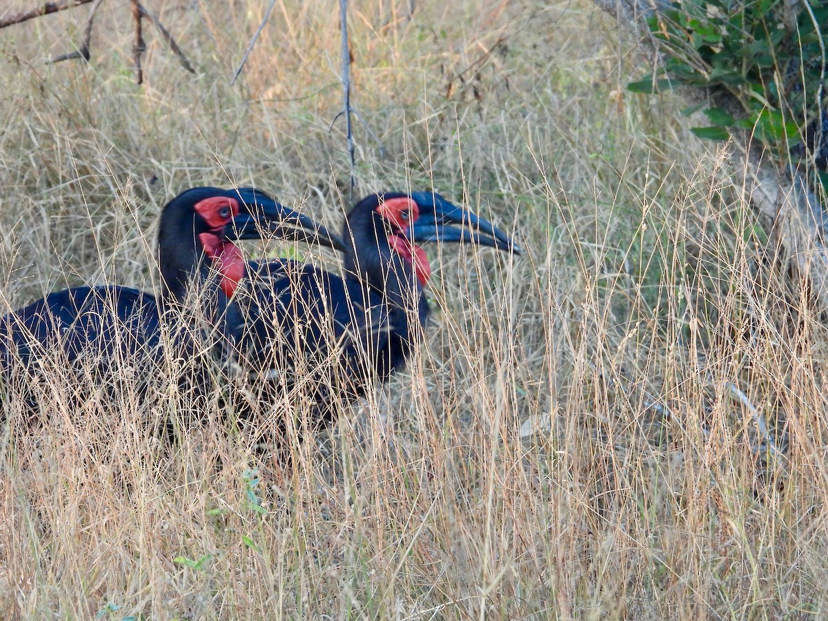 Rotgesicht-Hornrabe - ML646716189