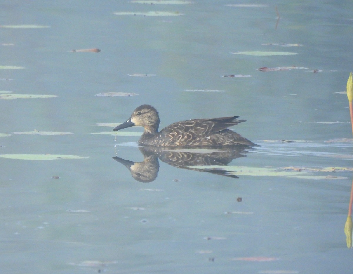 Синекрылый чирок - ML646716190