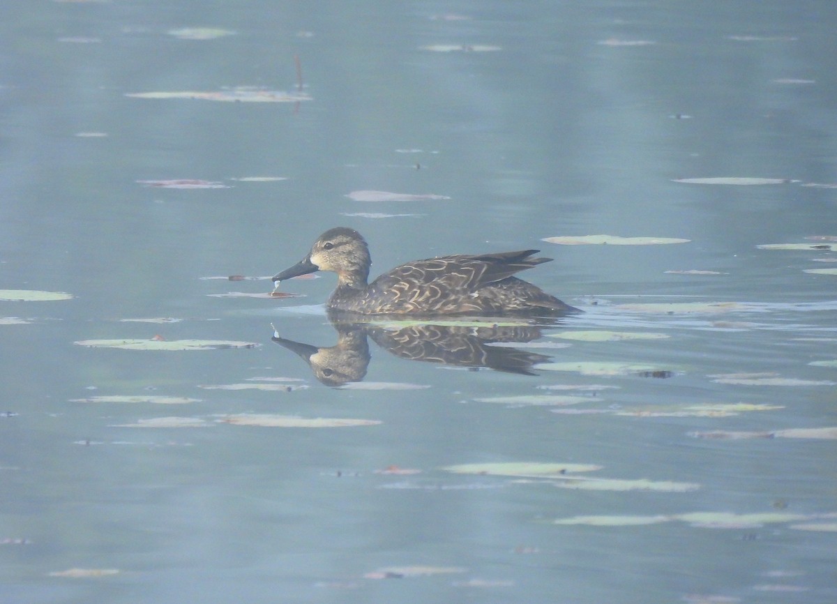 Синекрылый чирок - ML646716191