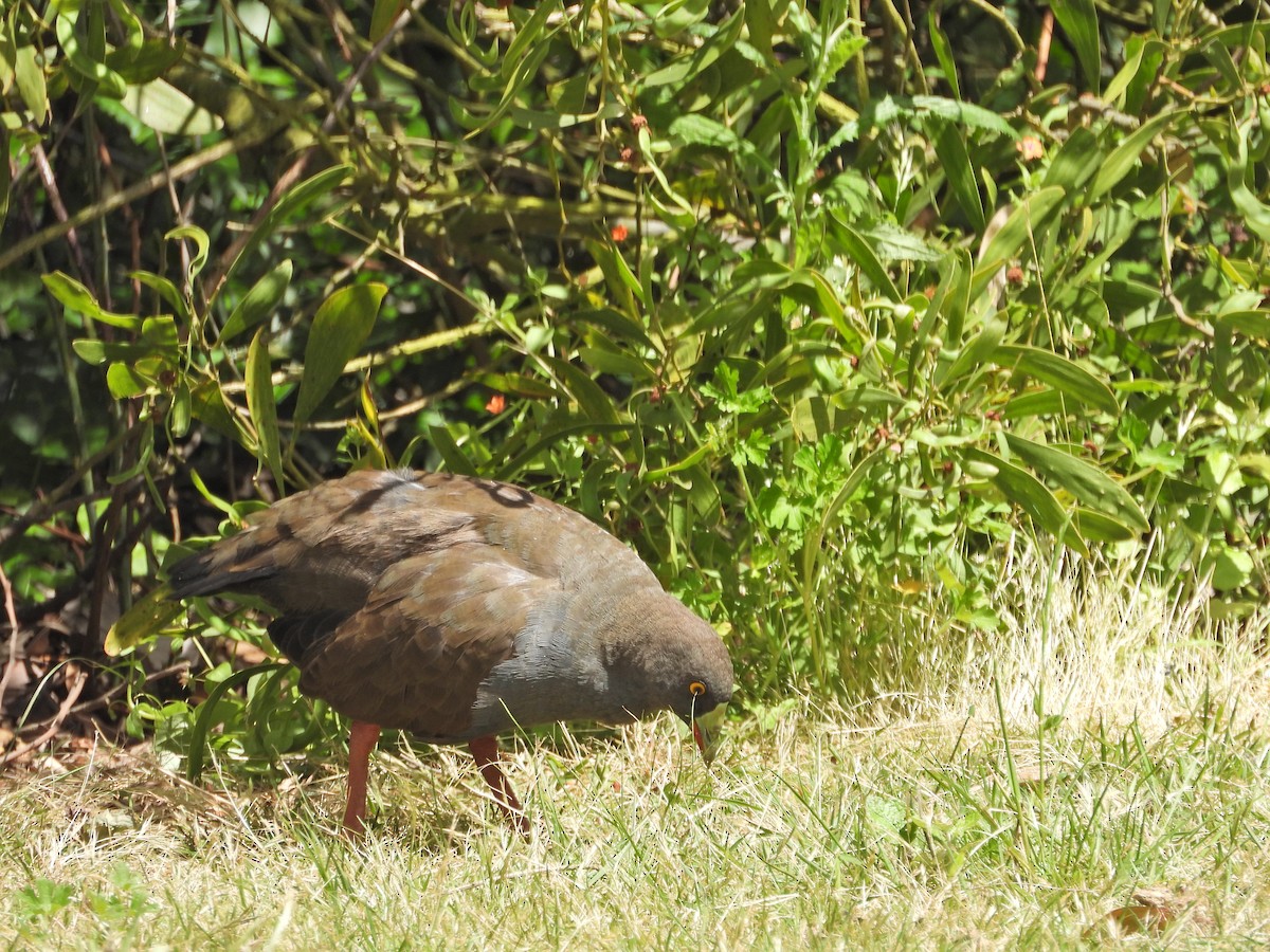 Чернохвостая камышница - ML646716192