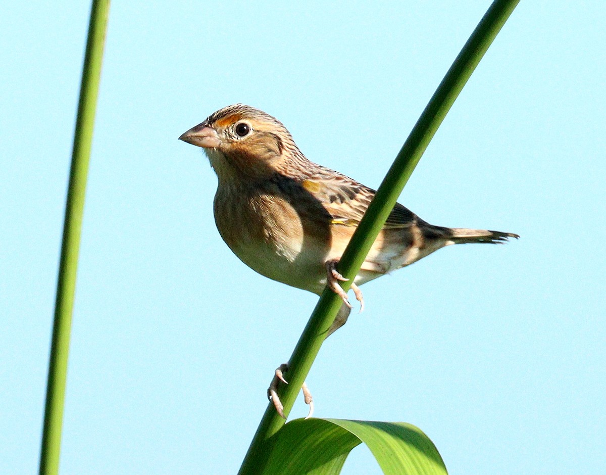 Кузнечиковая овсянка-барсучок - ML646716193