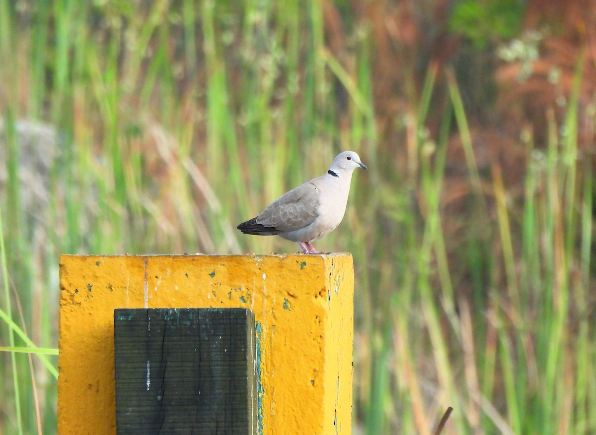 Eurasian Collared-Dove - ML646716194