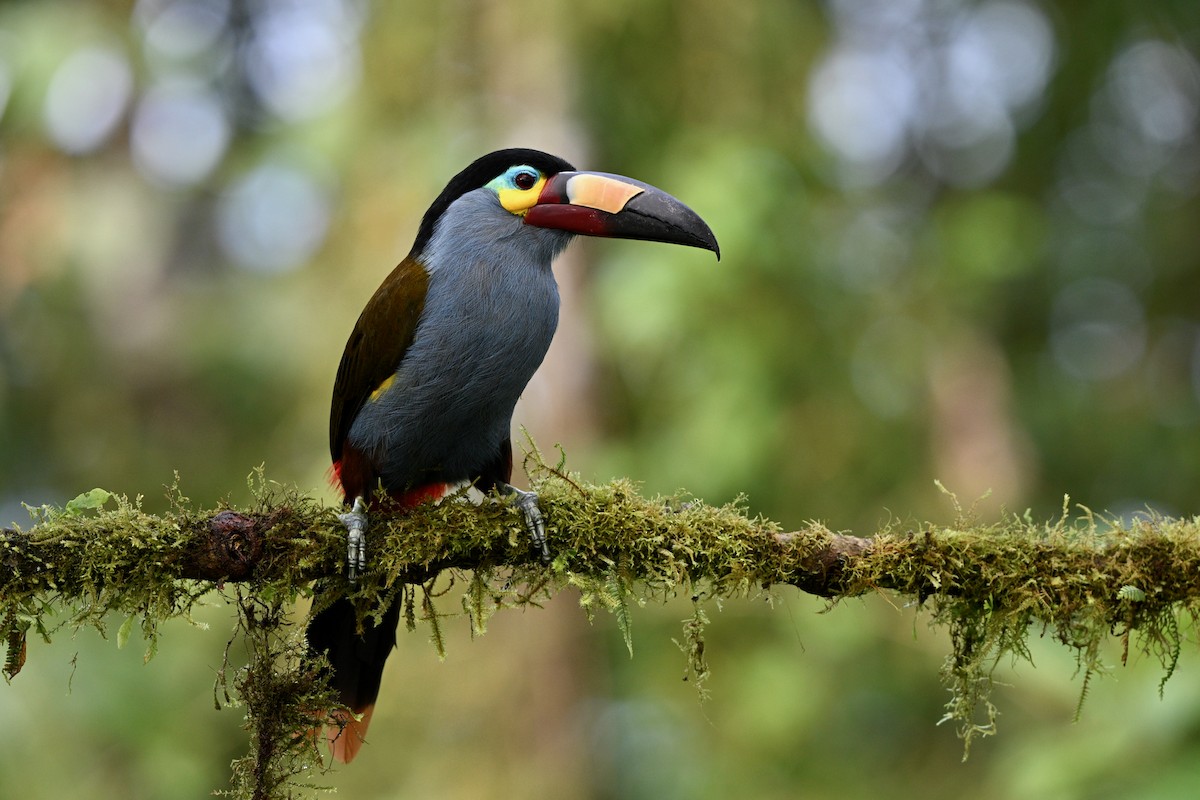 Levhalı Dağ Tukaneti - ML646716199