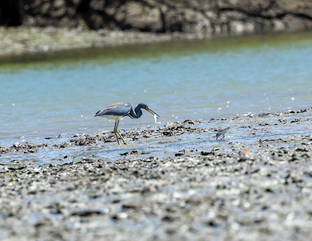 Üç Renkli Balıkçıl - ML646716203