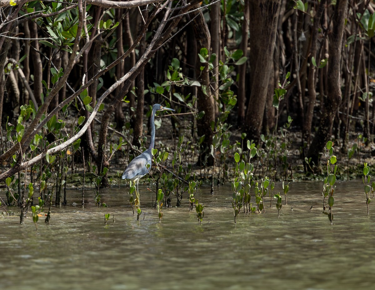 Üç Renkli Balıkçıl - ML646716204