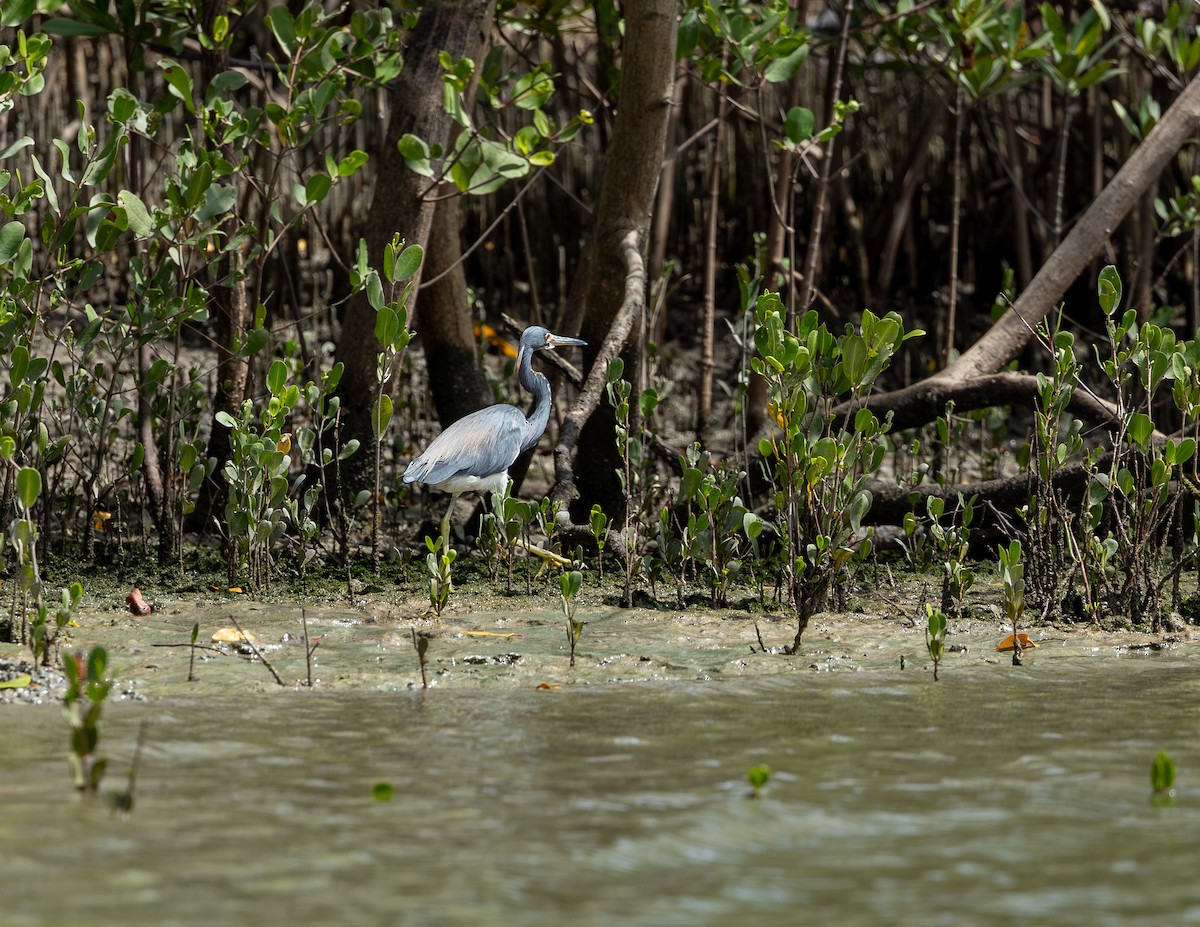 Üç Renkli Balıkçıl - ML646716205