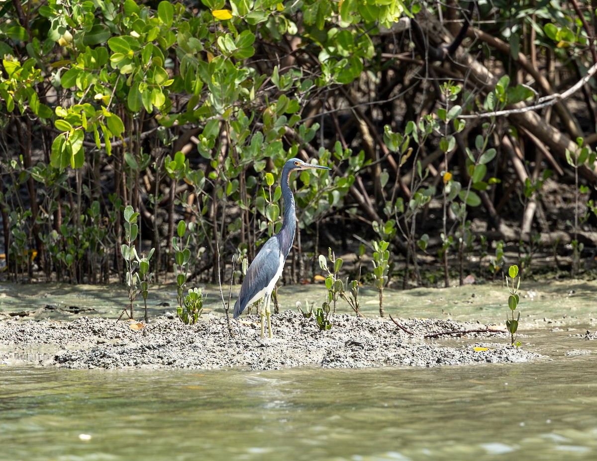 Üç Renkli Balıkçıl - ML646716206