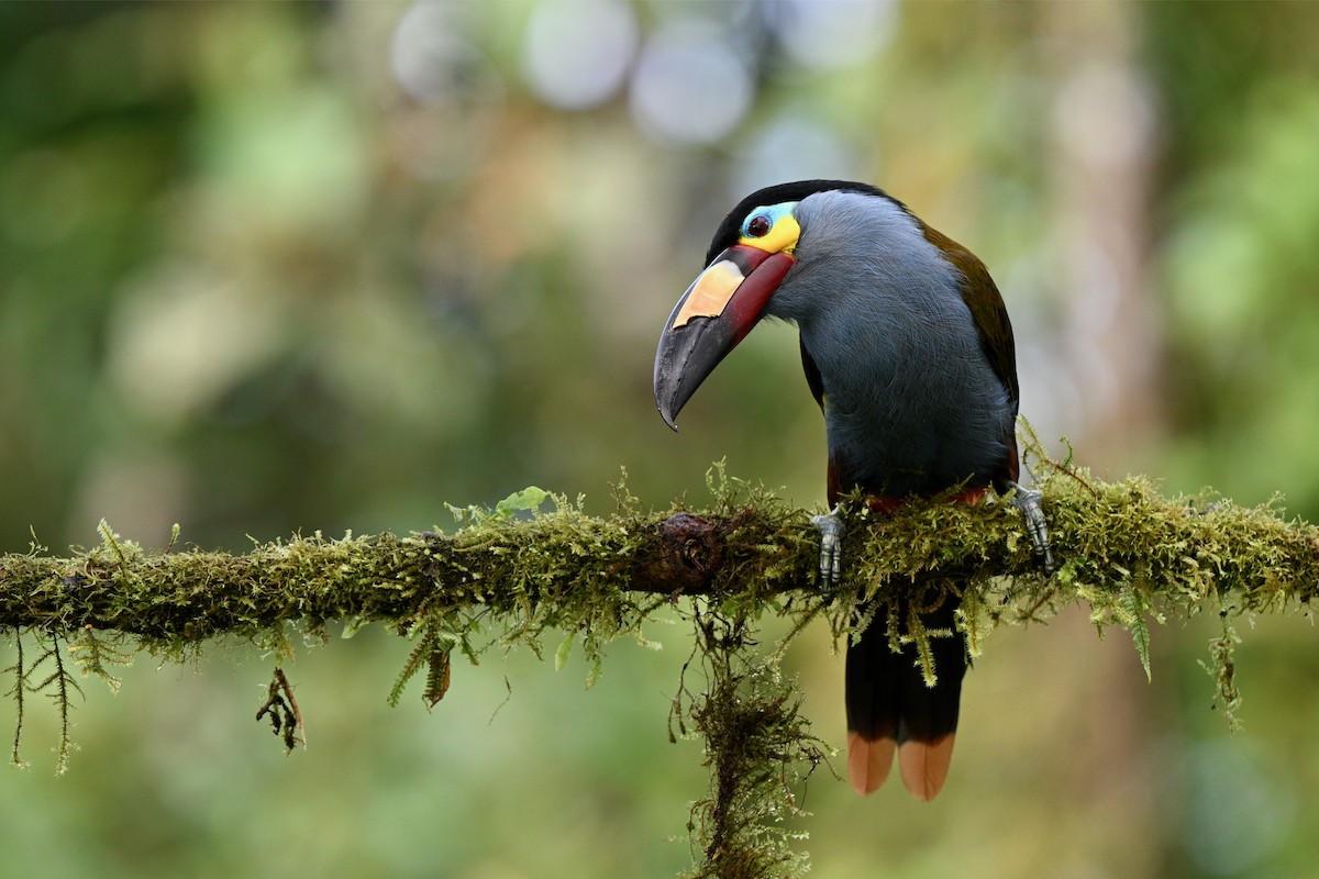 Levhalı Dağ Tukaneti - ML646716207