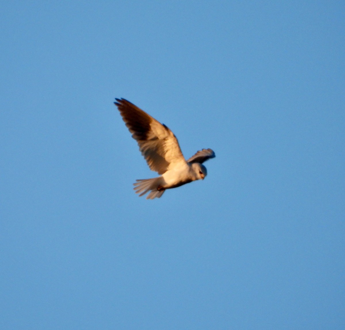 Gleitaar (caeruleus) - ML646716208