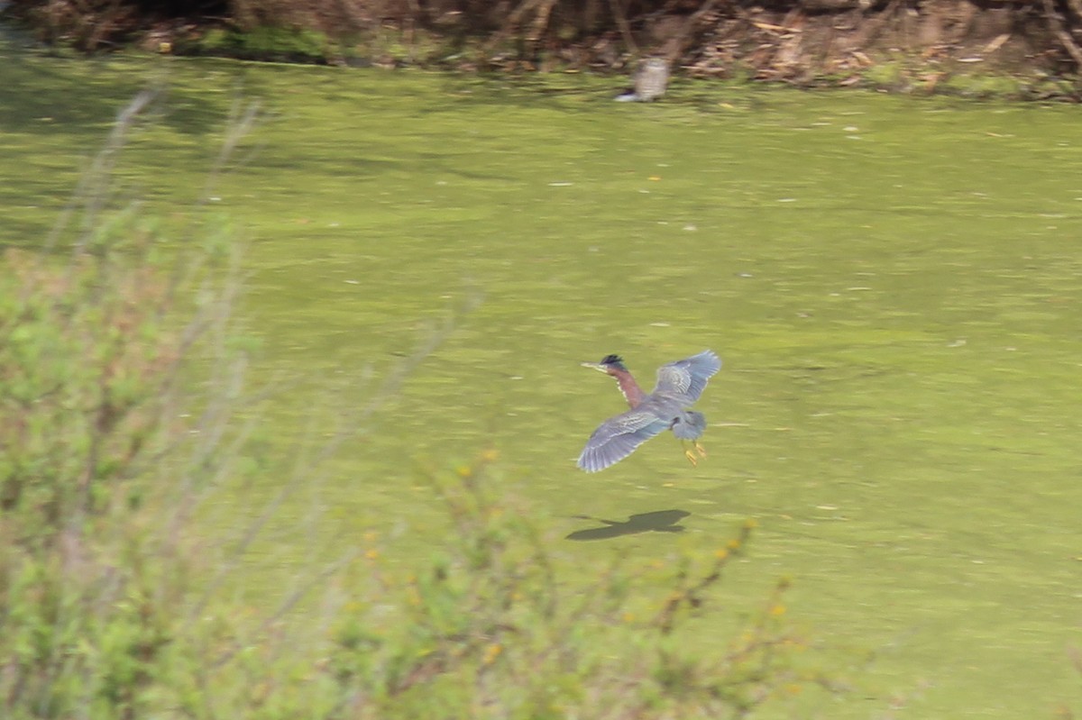 volavka zelenavá - ML646716215