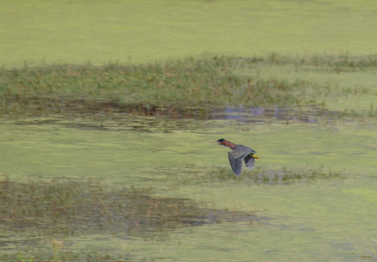 volavka zelenavá - ML646716216