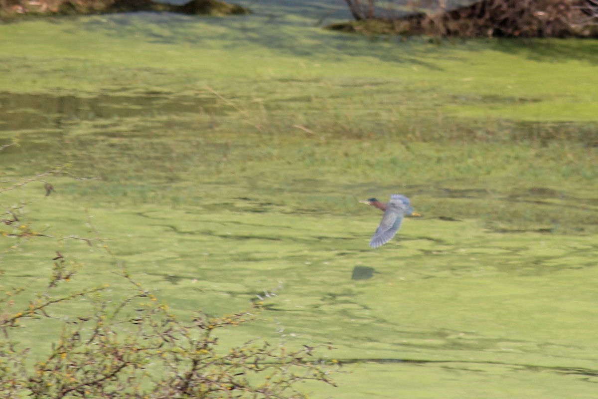 volavka zelenavá - ML646716217