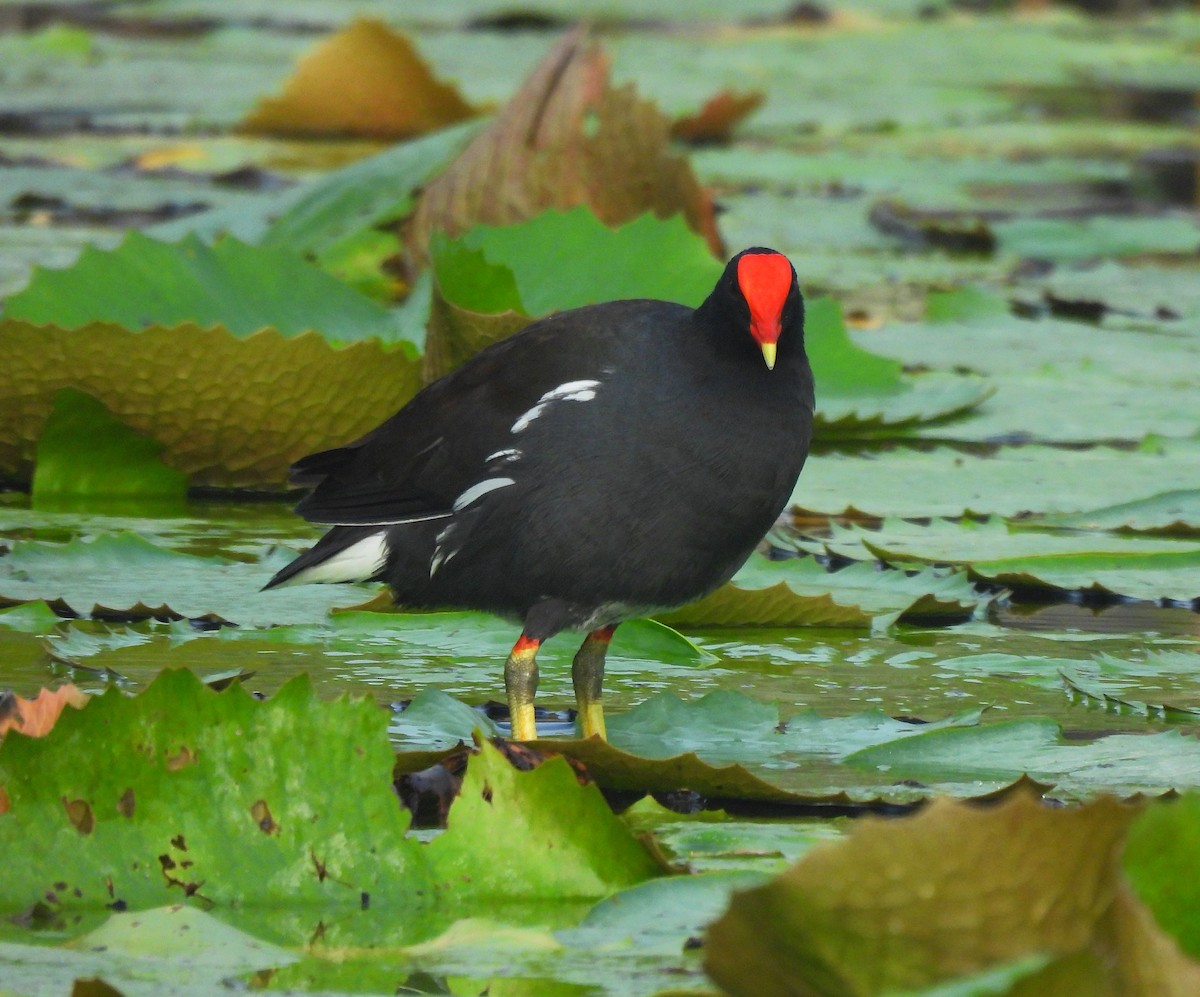 Курочка латиноамериканська - ML646716219