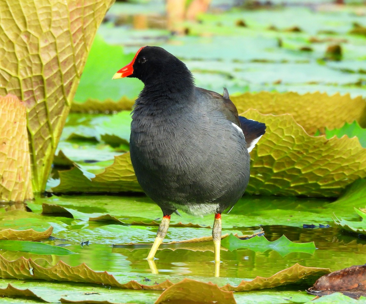 Курочка латиноамериканська - ML646716220