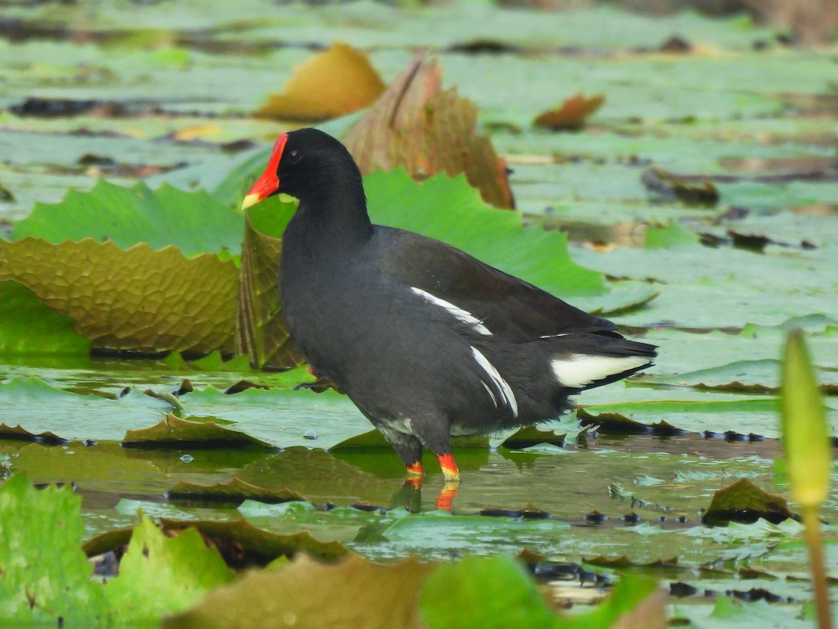 Курочка латиноамериканська - ML646716221