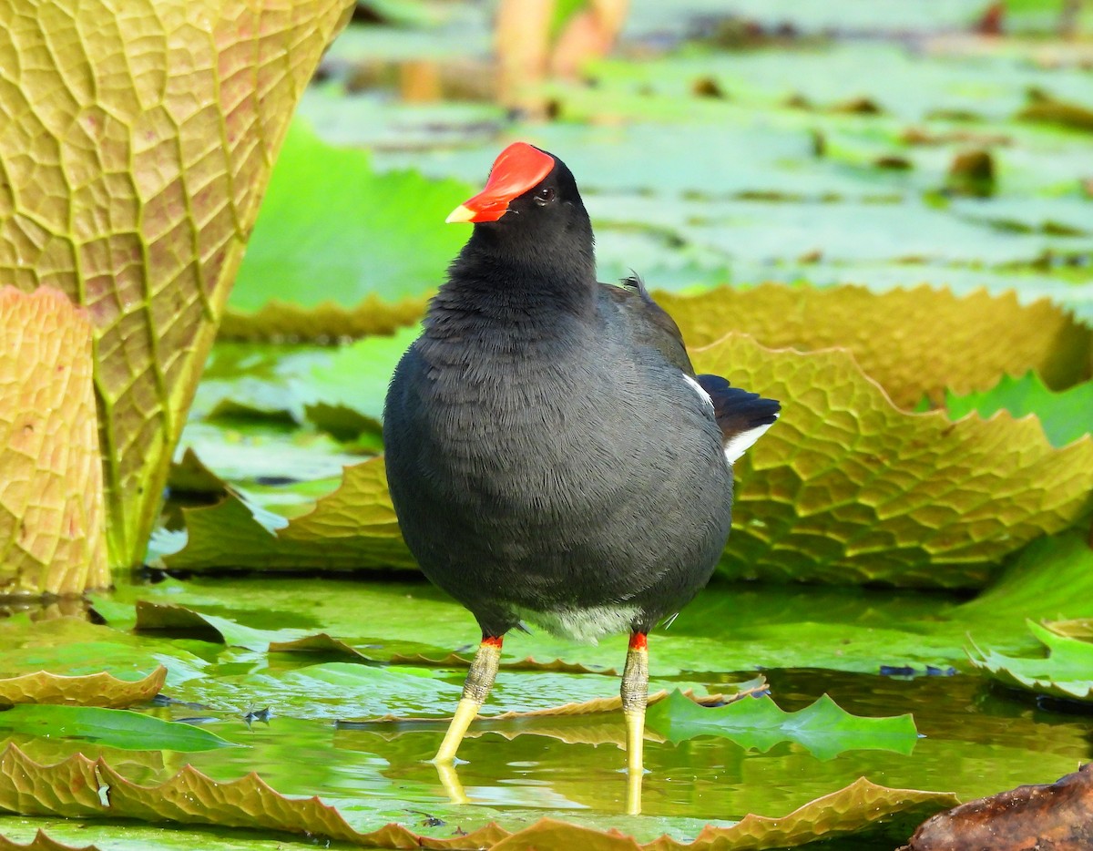 Курочка латиноамериканська - ML646716222