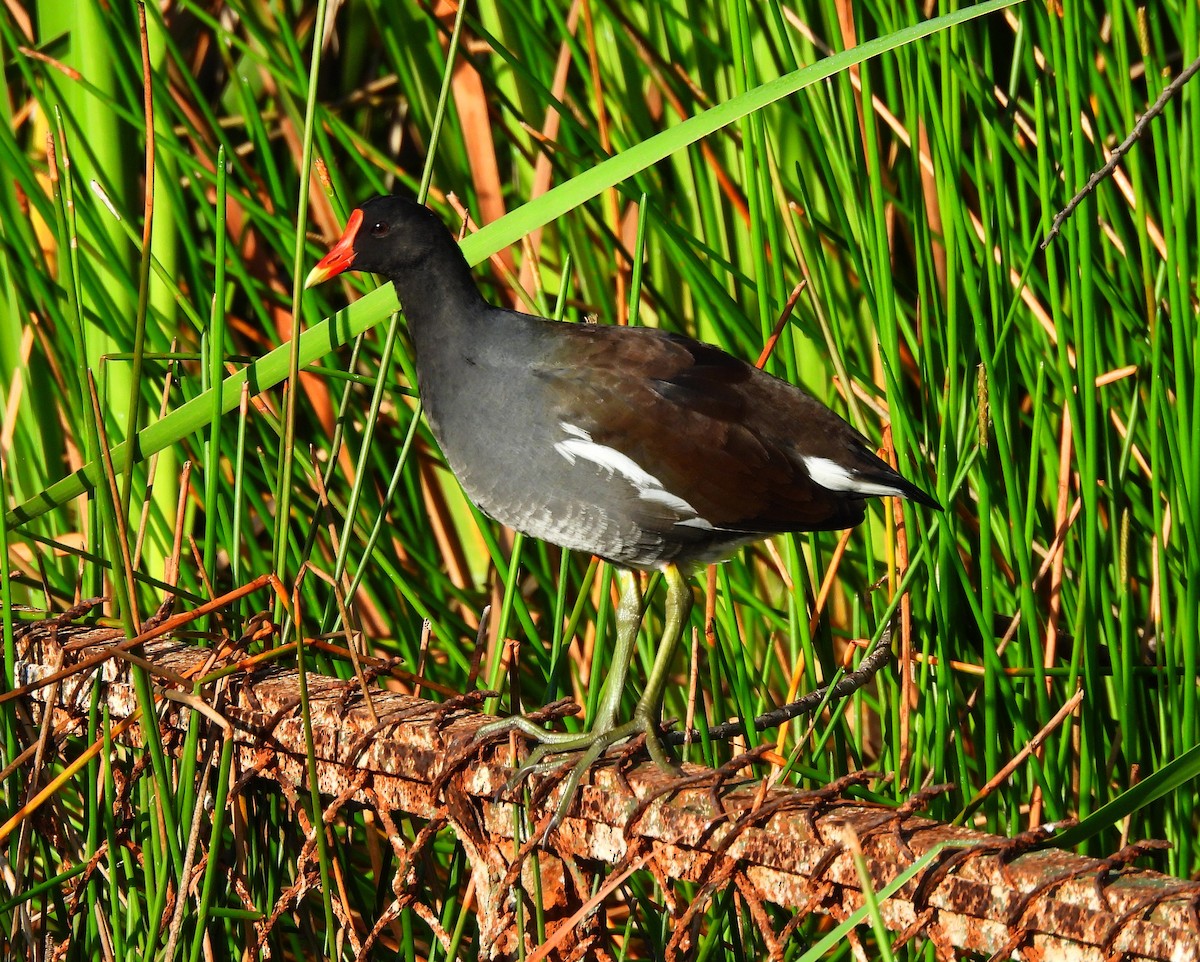 Курочка латиноамериканська - ML646716225