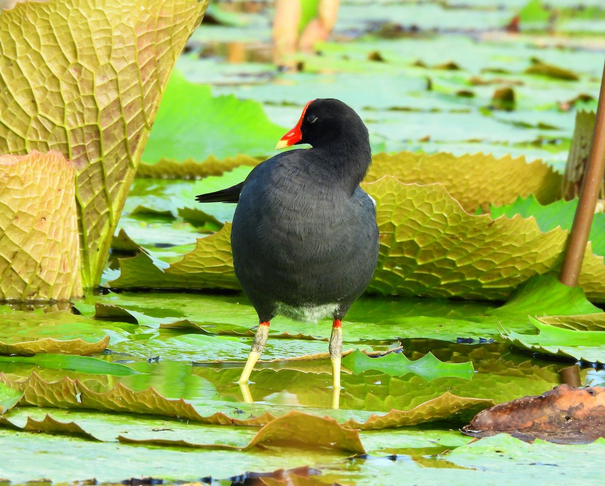 Курочка латиноамериканська - ML646716226