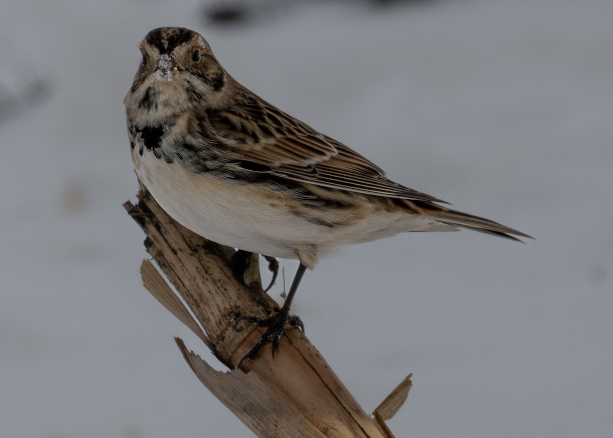Lapland Longspur - ML646716233