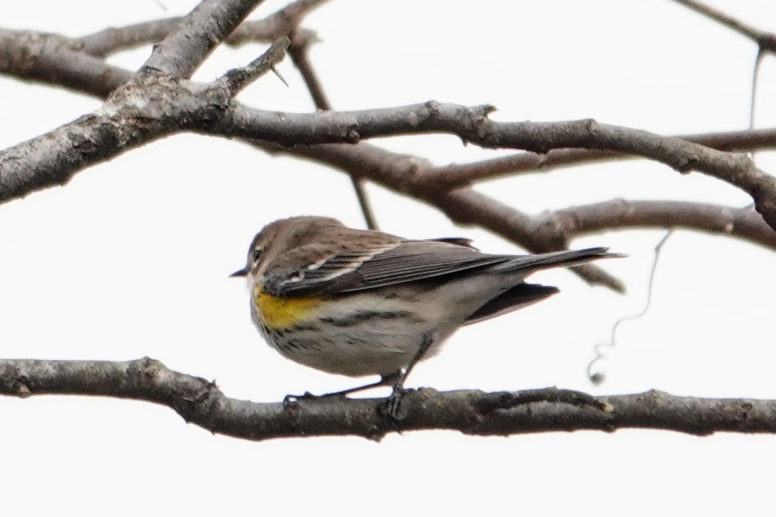 Yellow-rumped Warbler - ML646716235