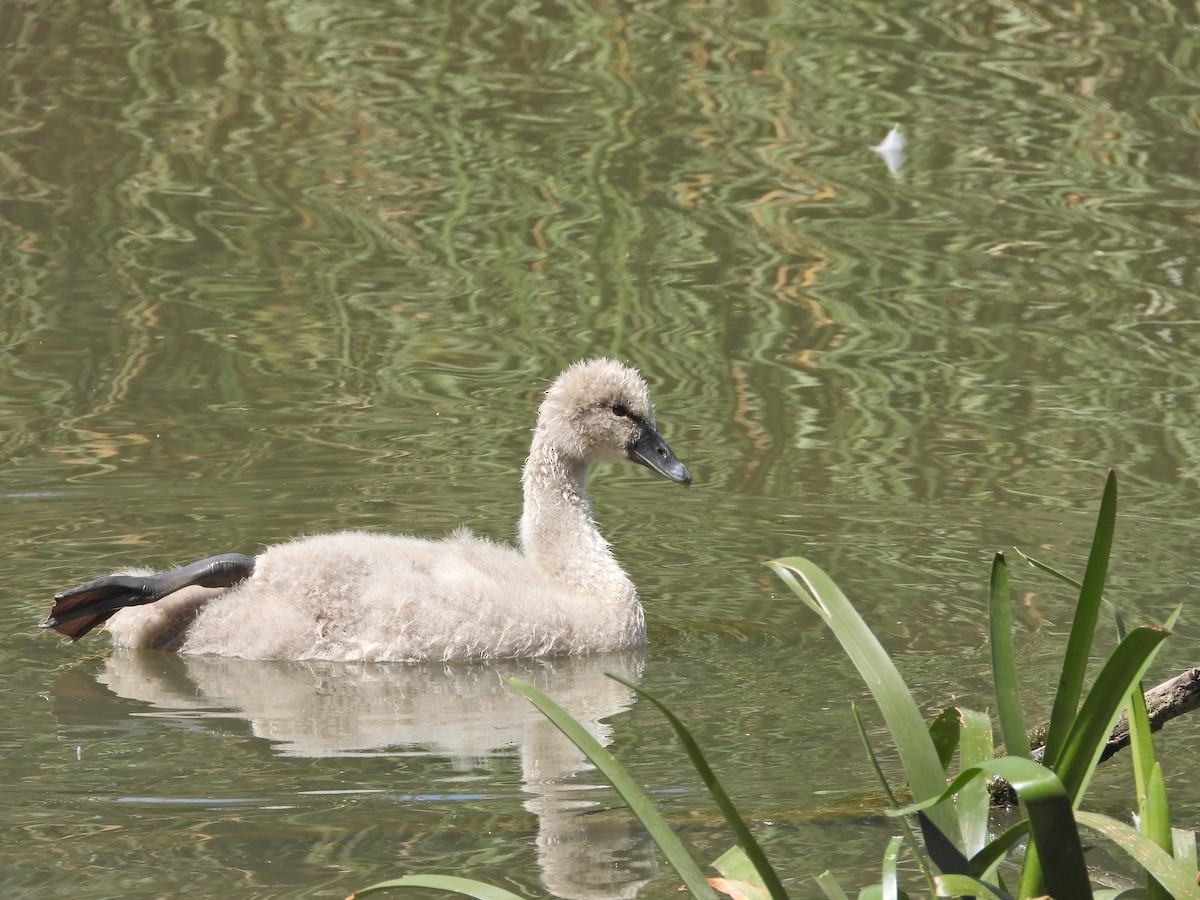 labuť černá - ML646716236