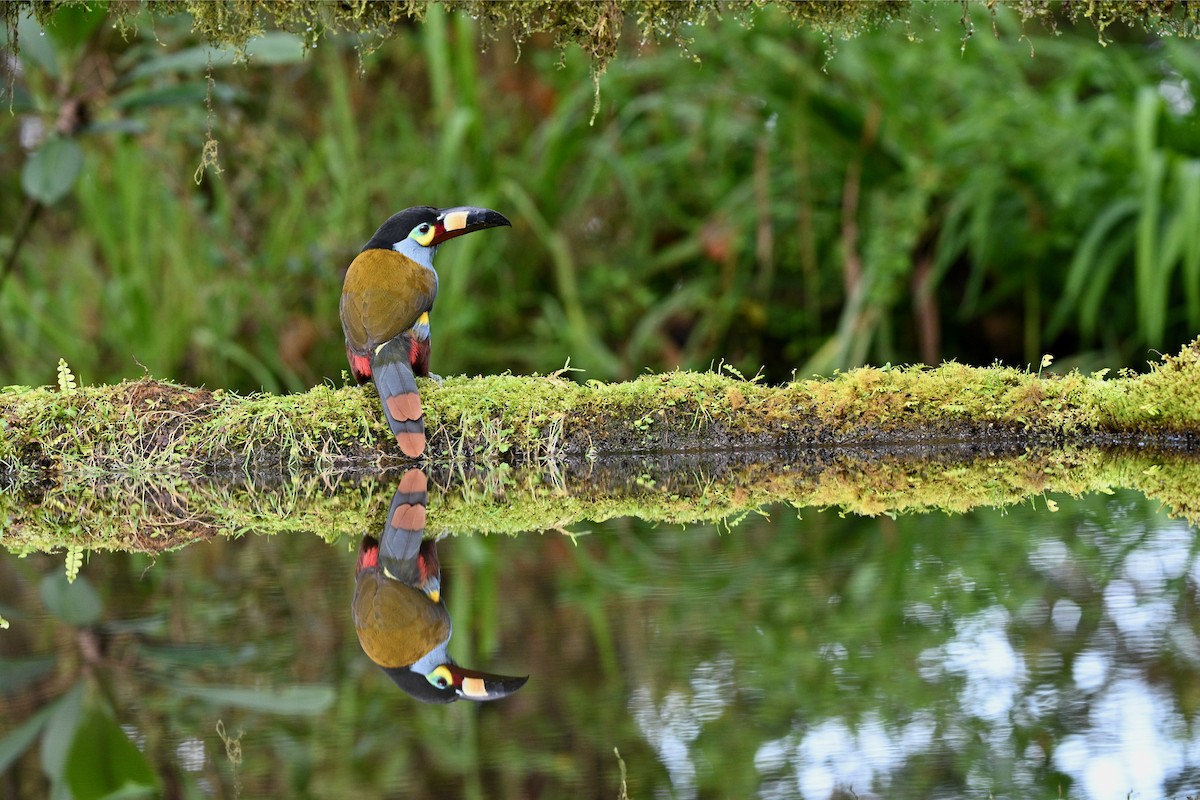 Levhalı Dağ Tukaneti - ML646716237