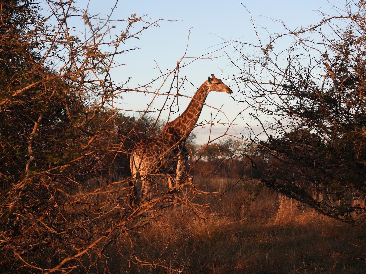 Kap-Giraffe - ML646716238