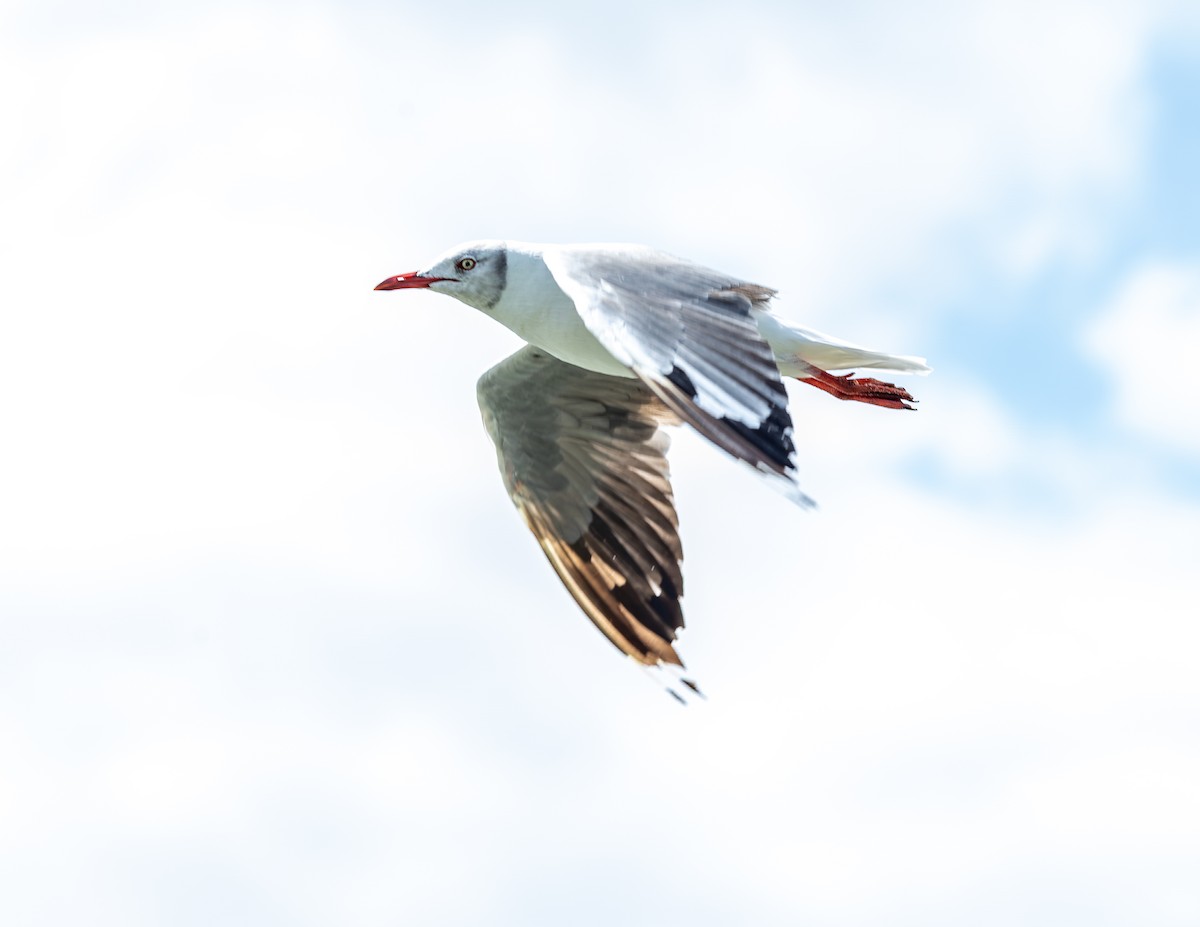 gråhodemåke - ML646716240