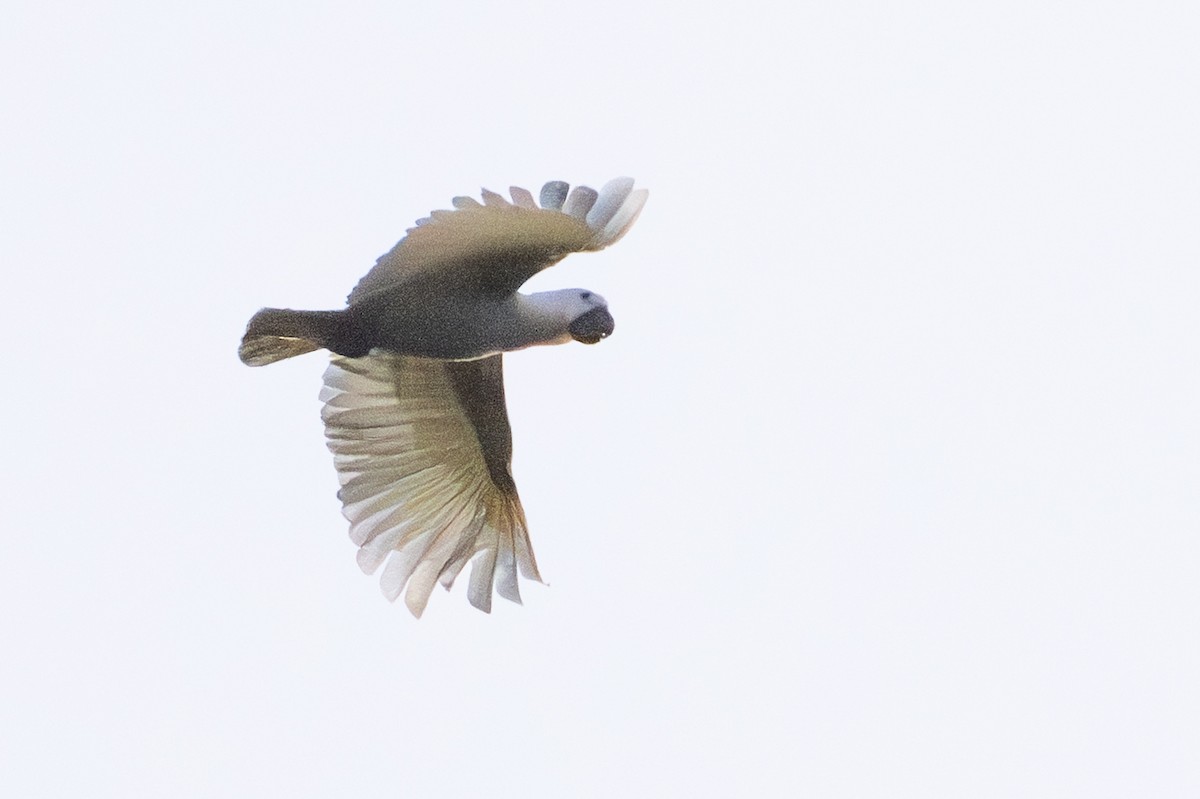 kakadu žlutočečelatý - ML646716248