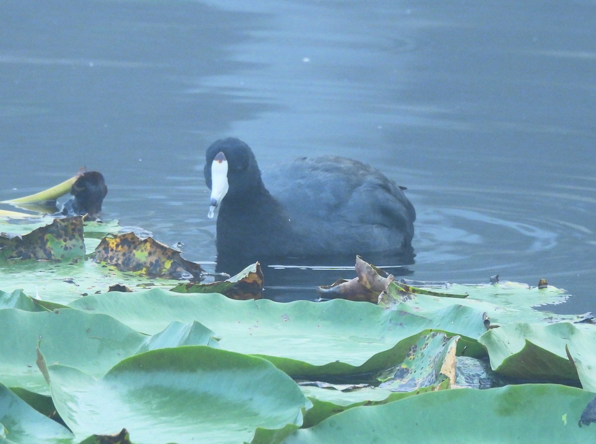 lyska americká - ML646716249