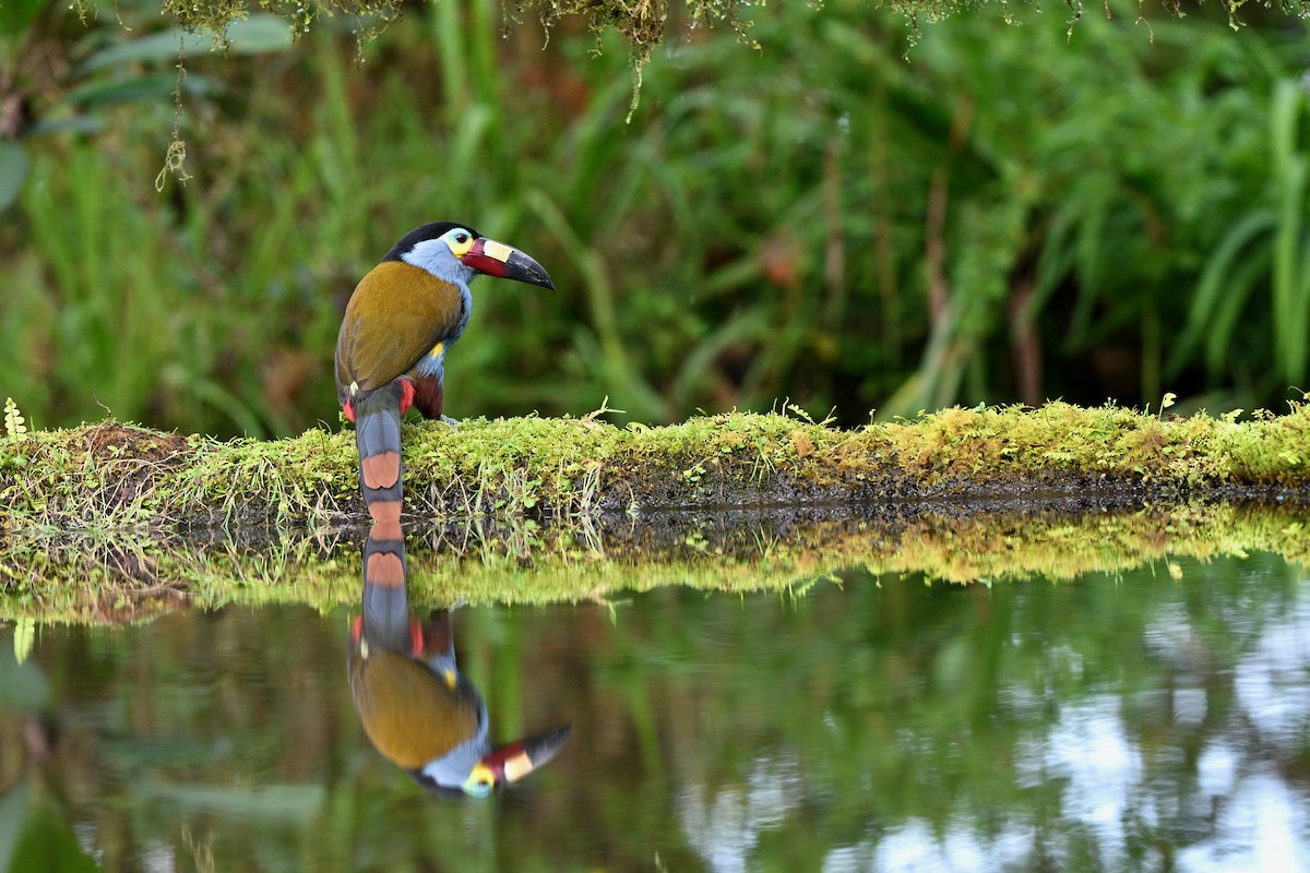 Levhalı Dağ Tukaneti - ML646716250