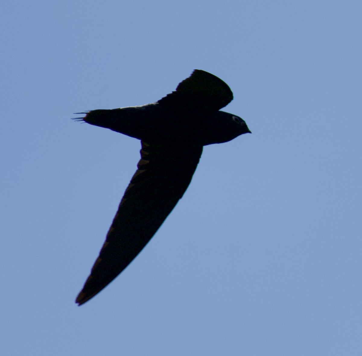 rorýs stříbrořitý - ML646716251