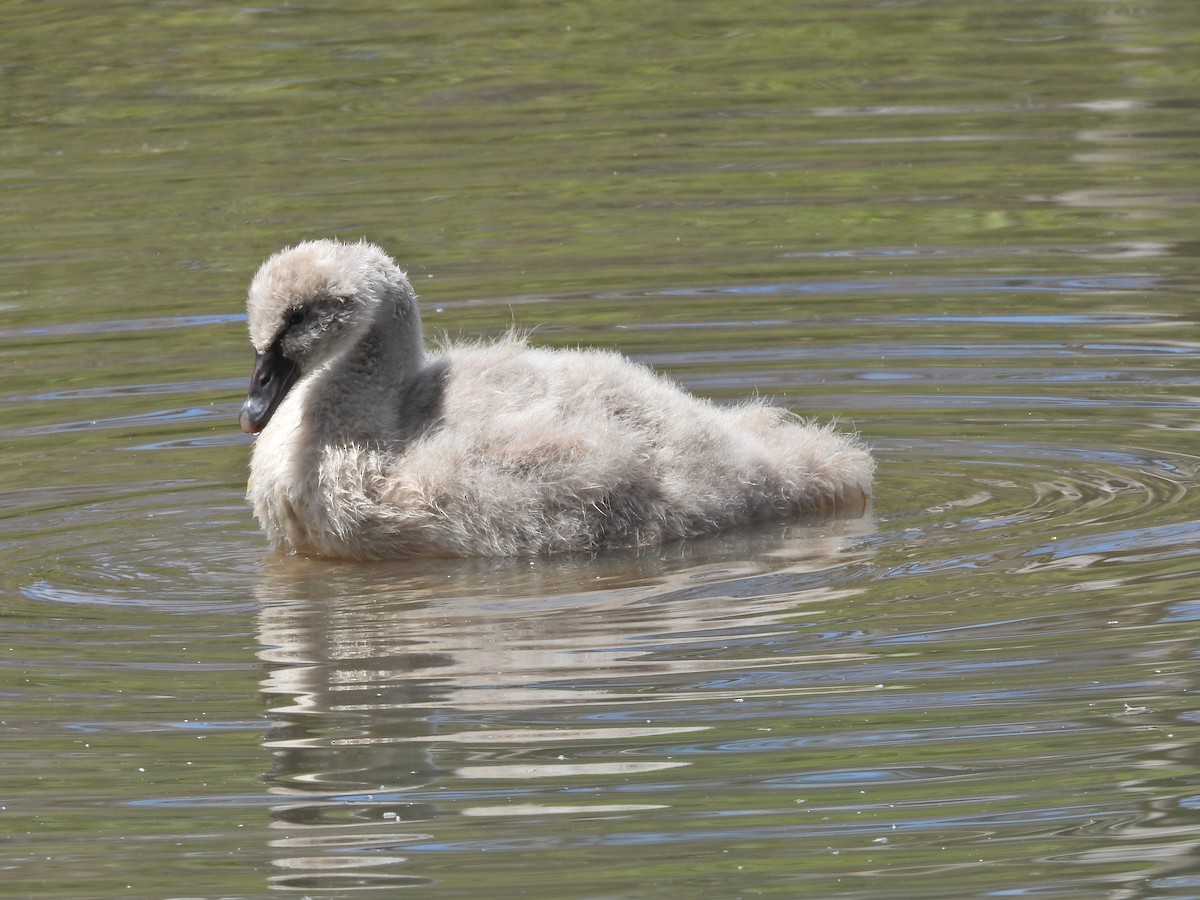 labuť černá - ML646716252