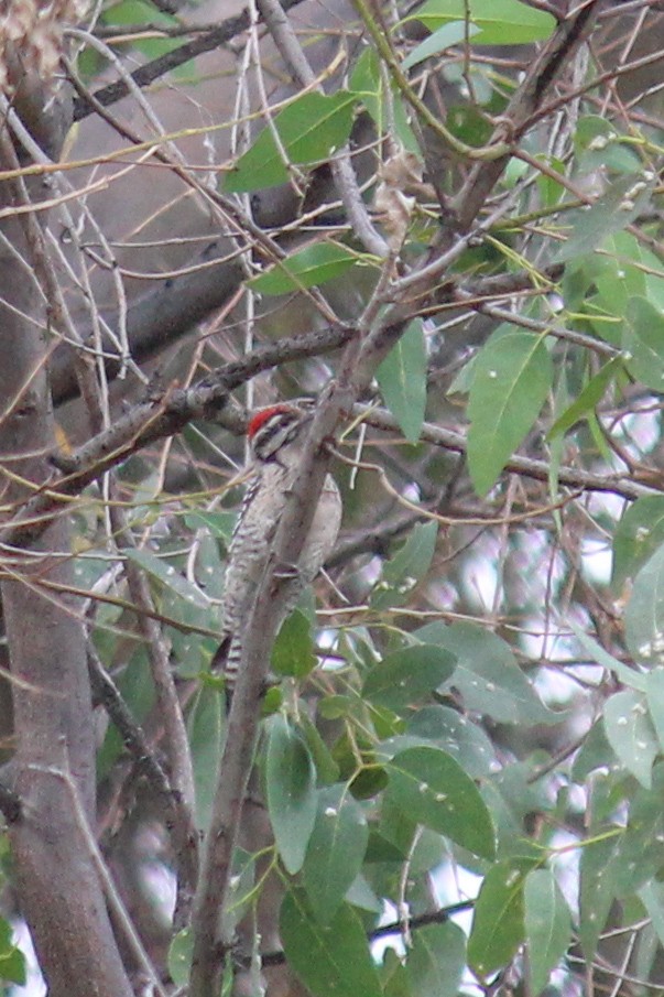 strakapoud proužkohřbetý - ML646716254