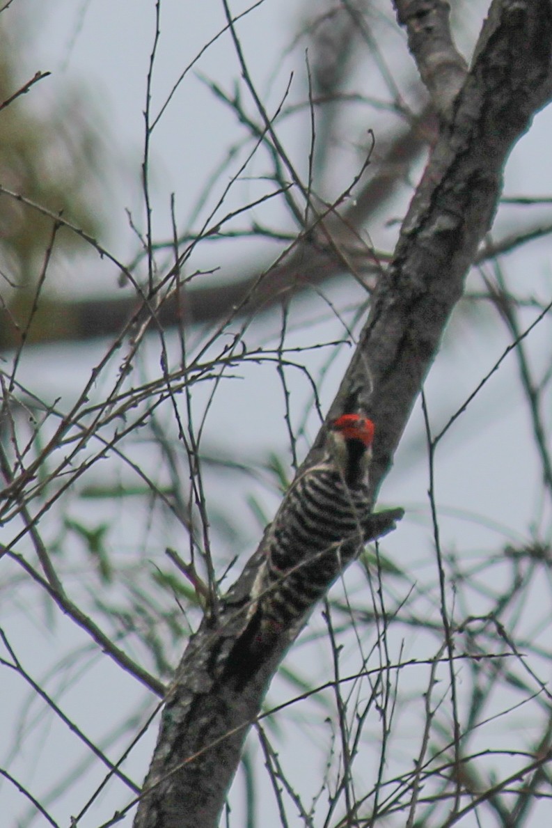 strakapoud proužkohřbetý - ML646716255