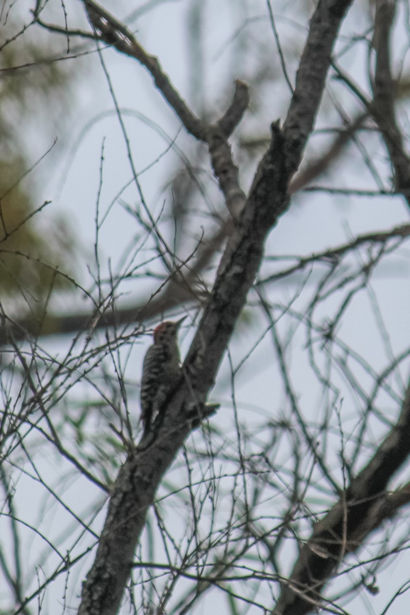 strakapoud proužkohřbetý - ML646716256