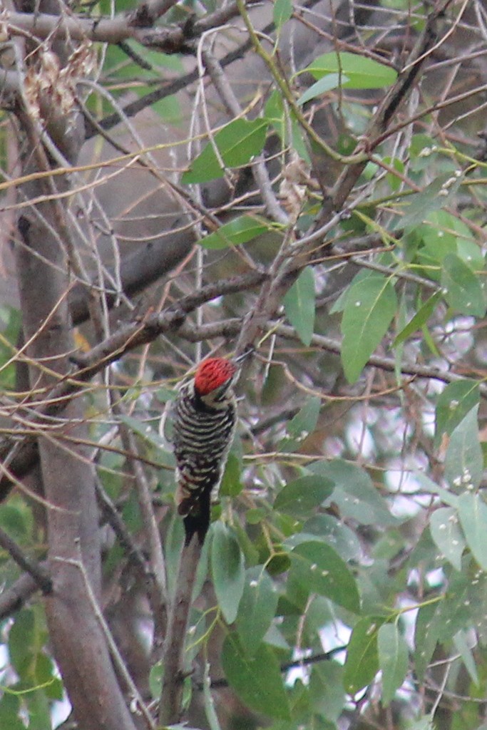 strakapoud proužkohřbetý - ML646716257