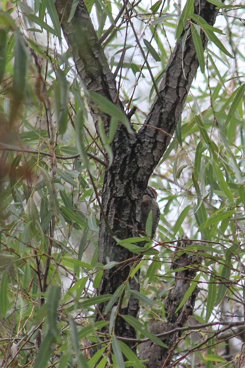 strakapoud proužkohřbetý - ML646716258