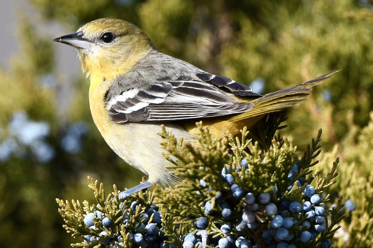 Baltimore Oriole - ML646716260
