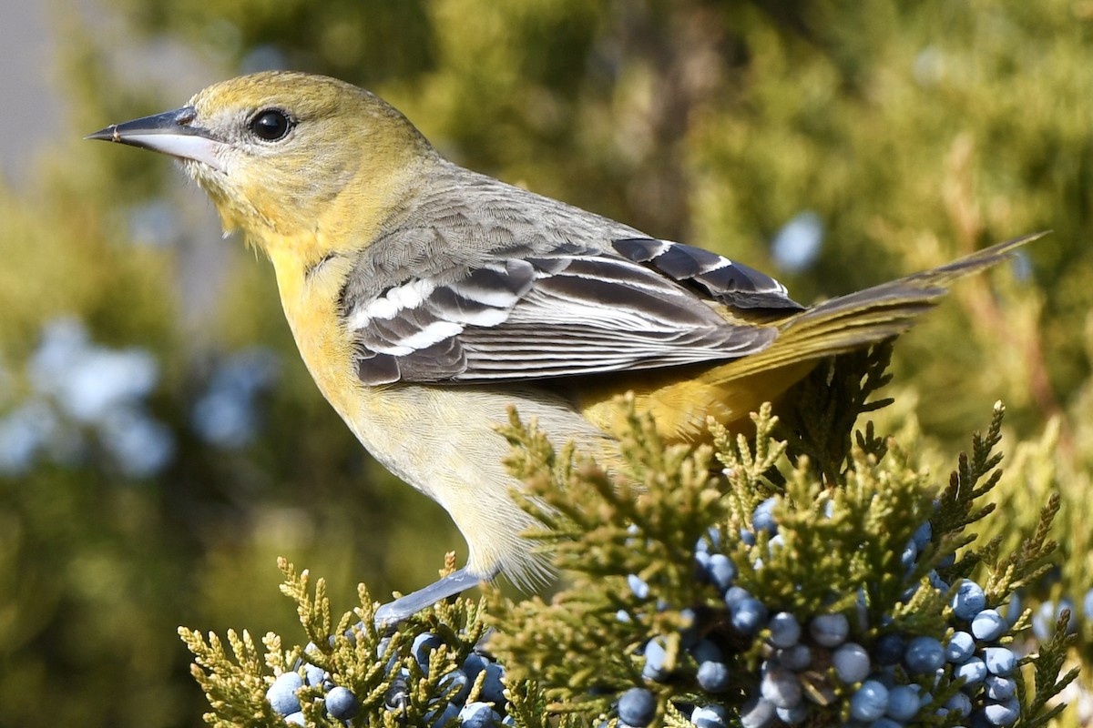 Baltimore Oriole - ML646716261