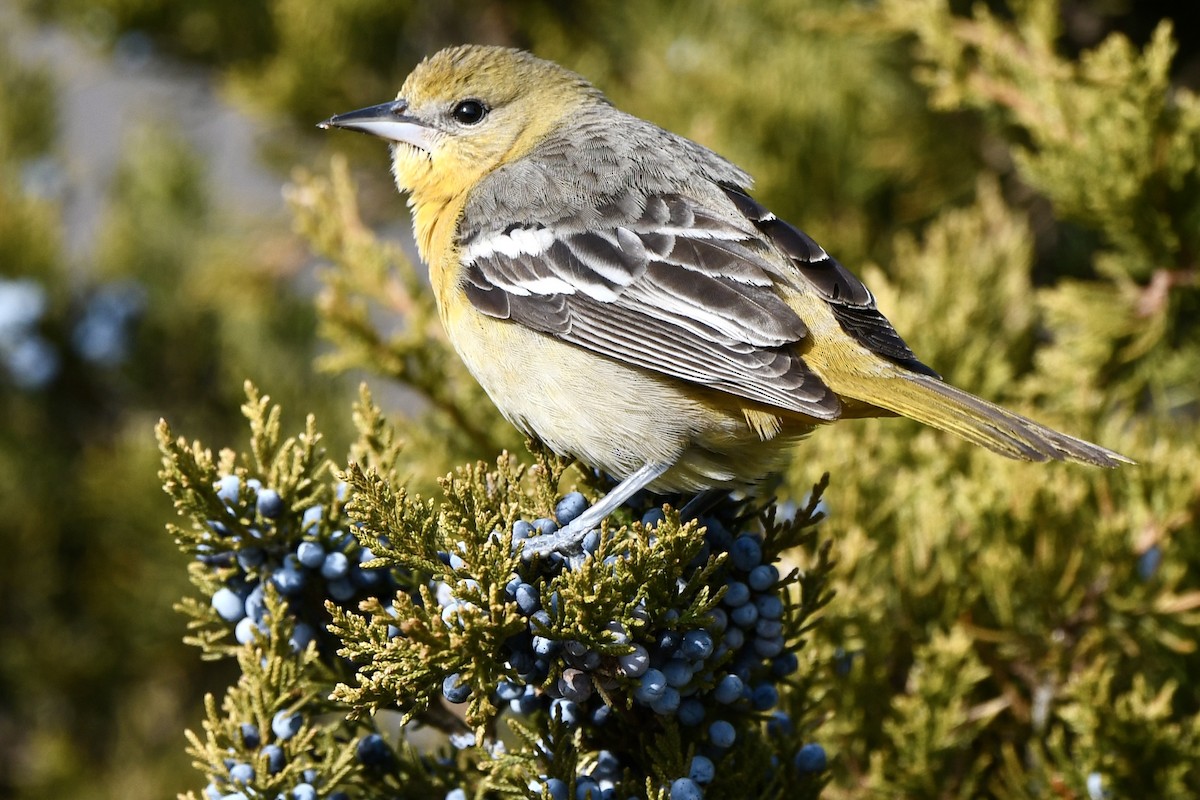 Baltimore Oriole - ML646716262