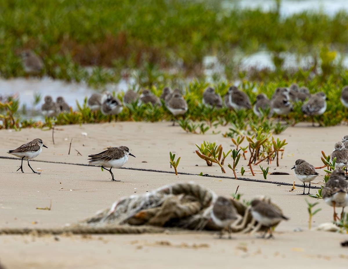 Perdeli Kumkuşu - ML646716263