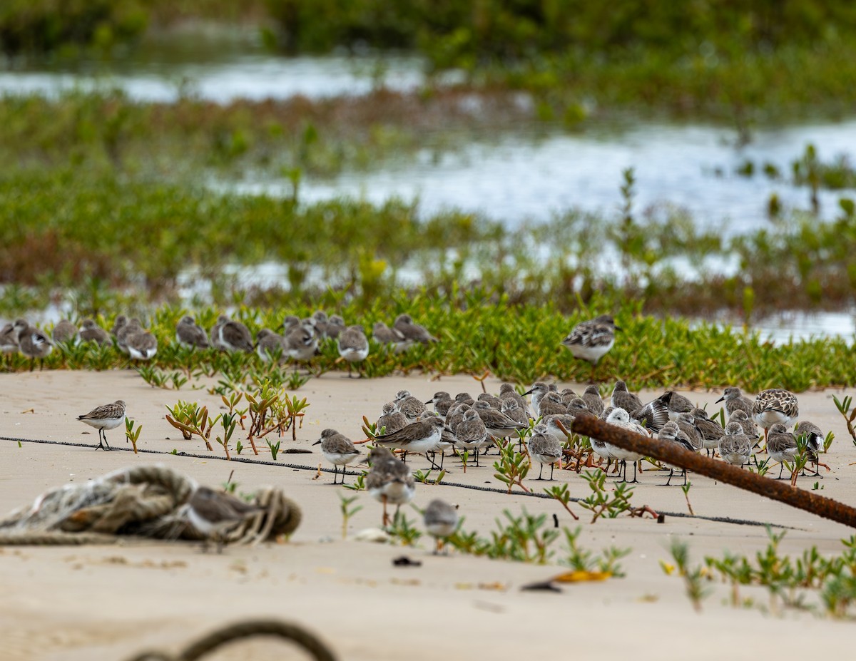 Perdeli Kumkuşu - ML646716264