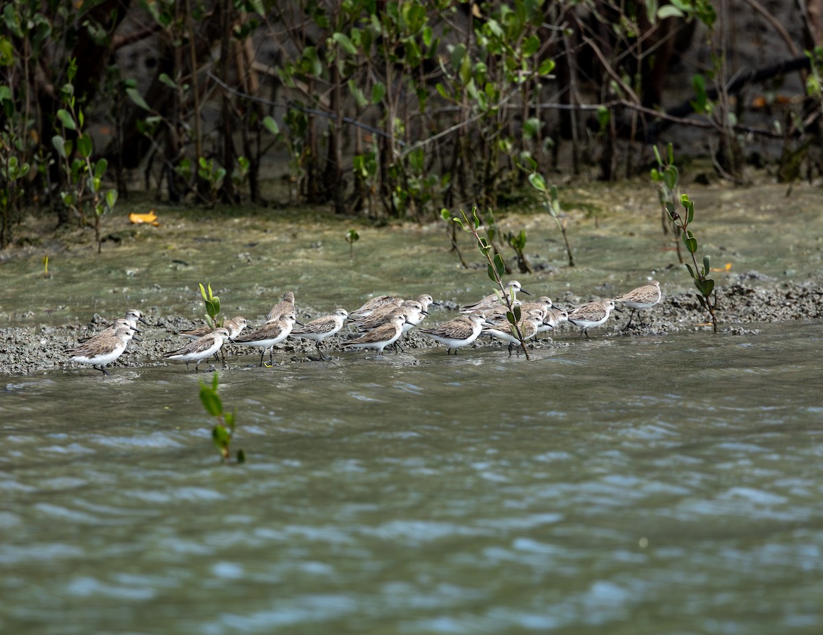 Perdeli Kumkuşu - ML646716265