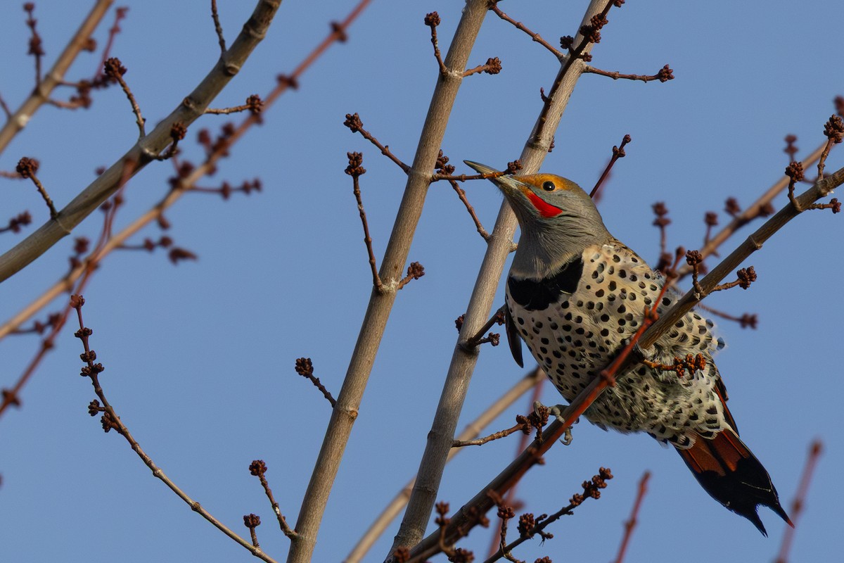 datel zlatý - ML646716267